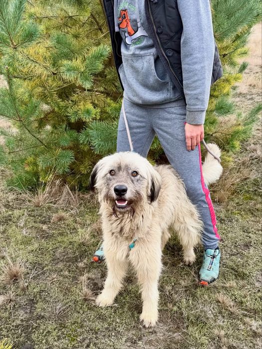 Piękny Brylant do adopcji