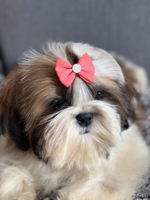 Suczka Jessica 5.5 m-ca  shih tzu Zkwp szuka domku