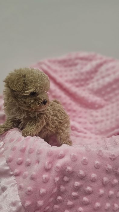 Śliczna dziewczynka Maltipoo