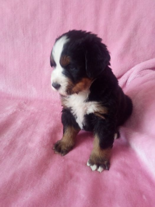 Berneński pies pasterski