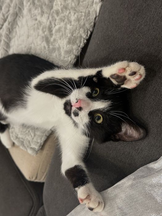 Oddam kotka w dobre ręce za darmo