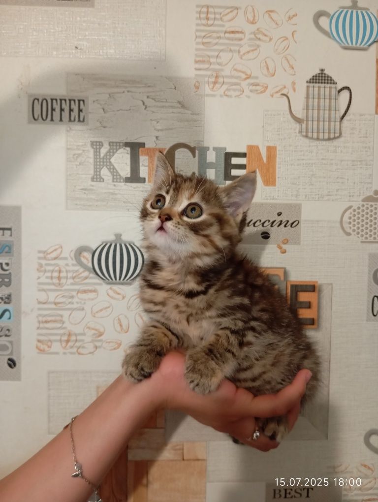Отдам котят вислоухой кошки
