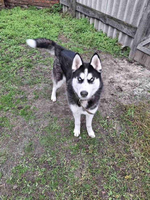 Хаскі у добрі руки