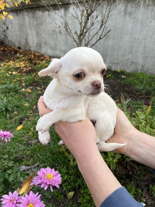 Чіхуахуа дівчинки