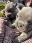 Buldog francuski BLUE suczka błękitna