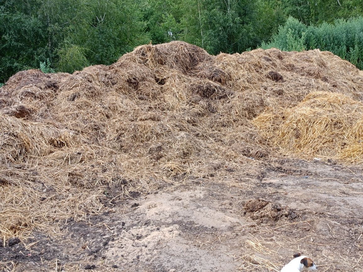 Obornik koński naturalny