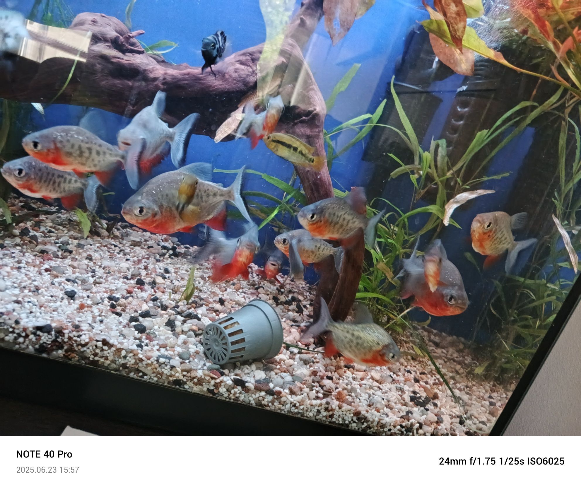 Piranie Red pacu