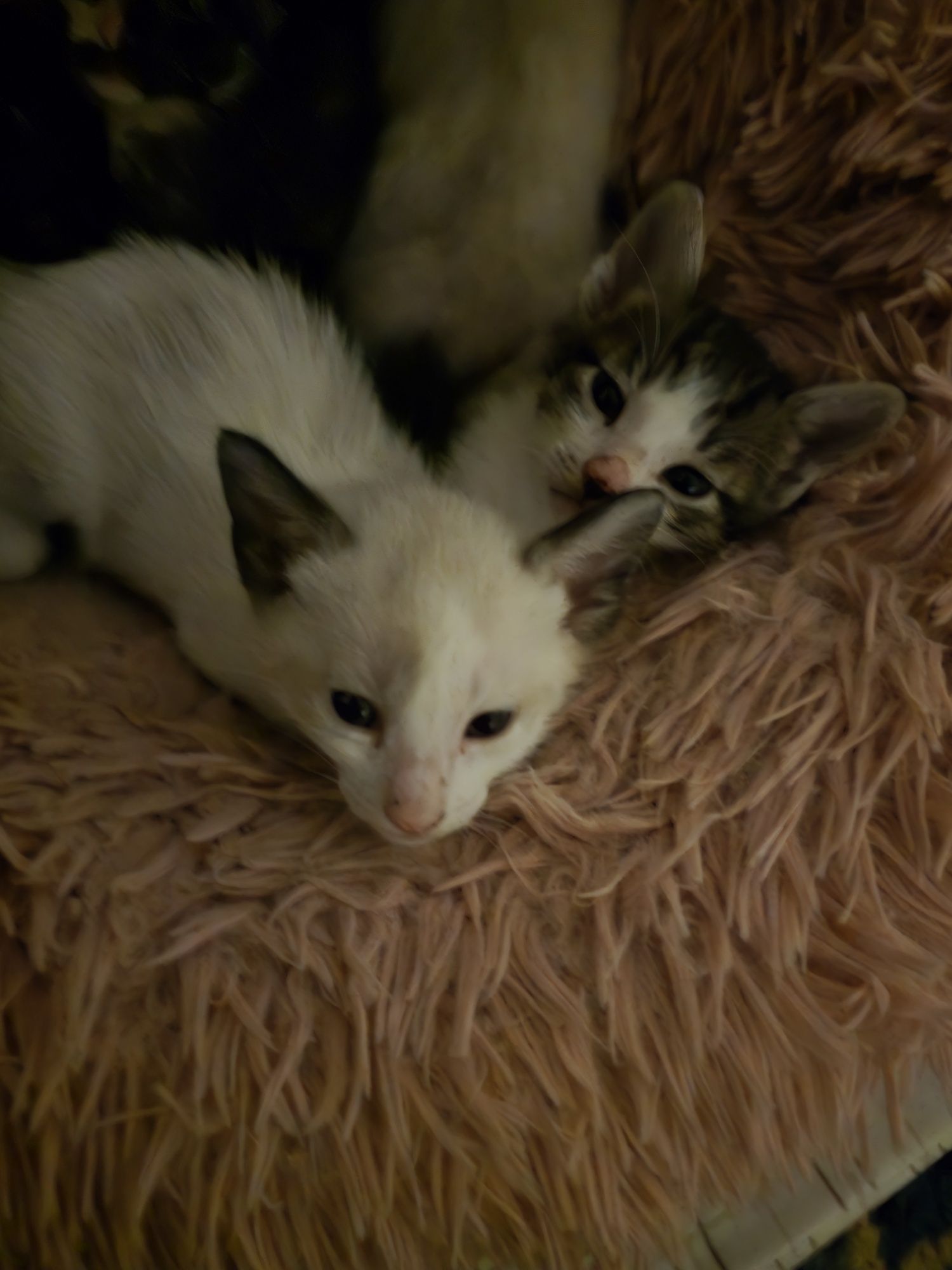 Gatos bebés para adoção responsável