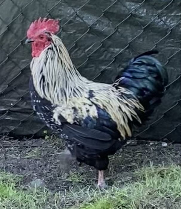 Kogut koguty zielononozki zielononozka kochin kochiny