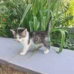 Котик в добрі руки