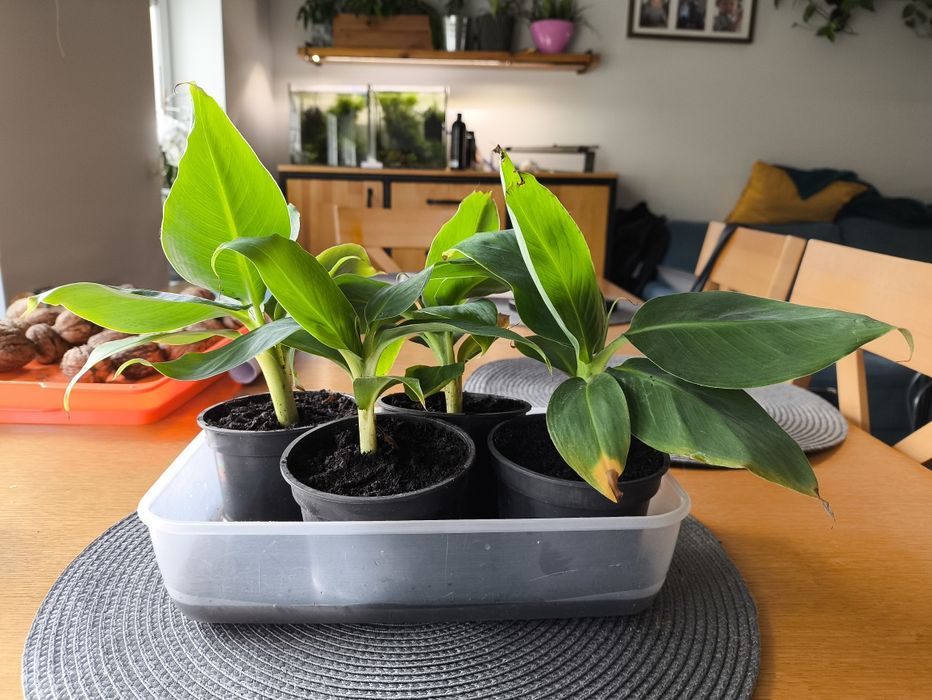 Bananowiec karłowaty Musa acuminata 'Dwarf Cavendish'