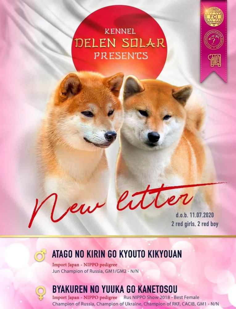 Shiba inu reproduktor