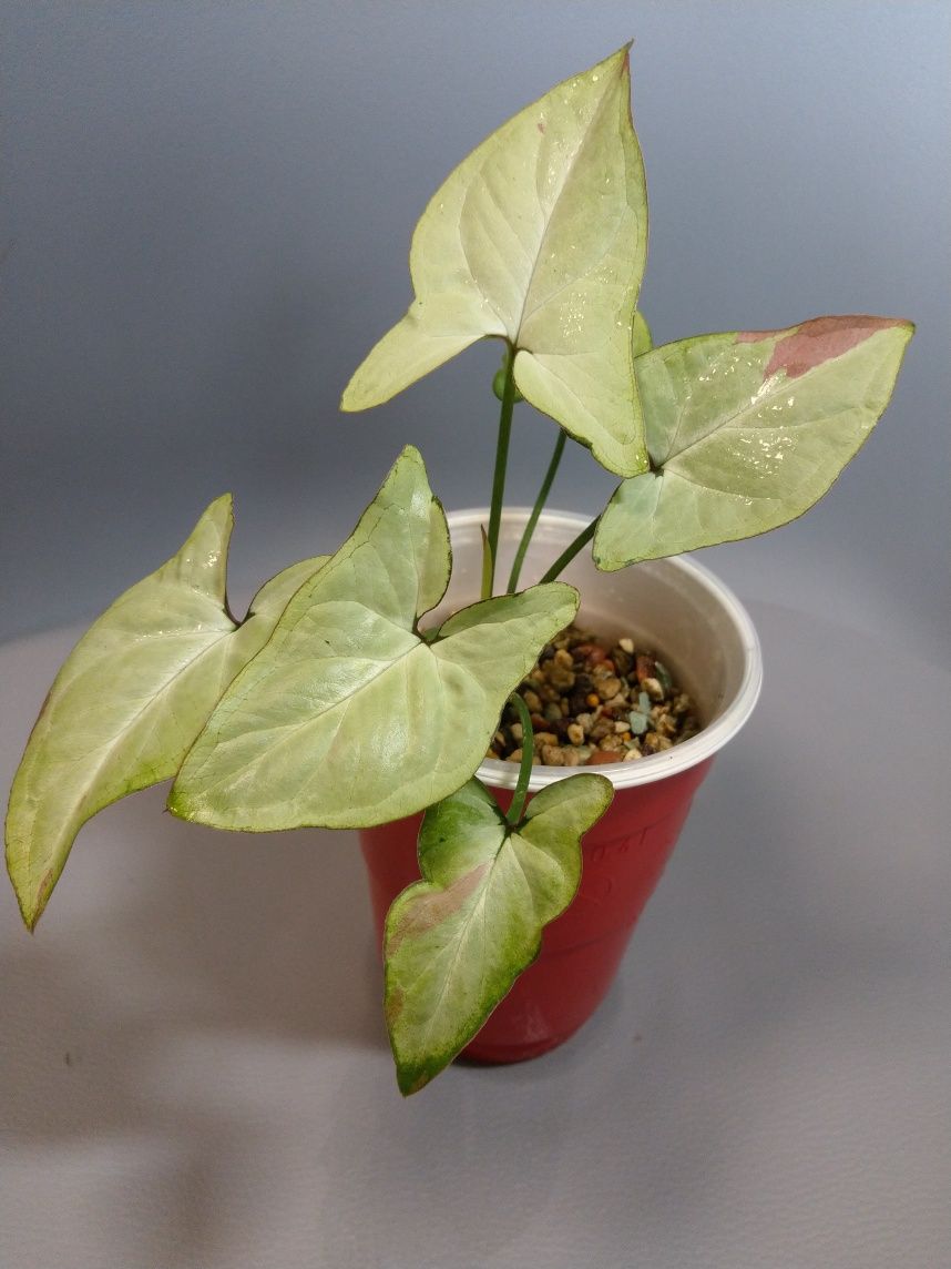 Syngonium Strawberry Milk