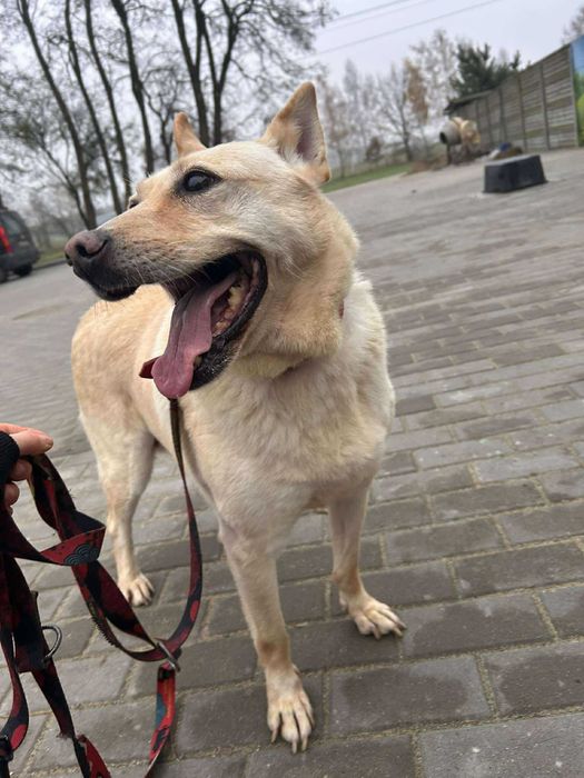 pies do adopcji w typie labka