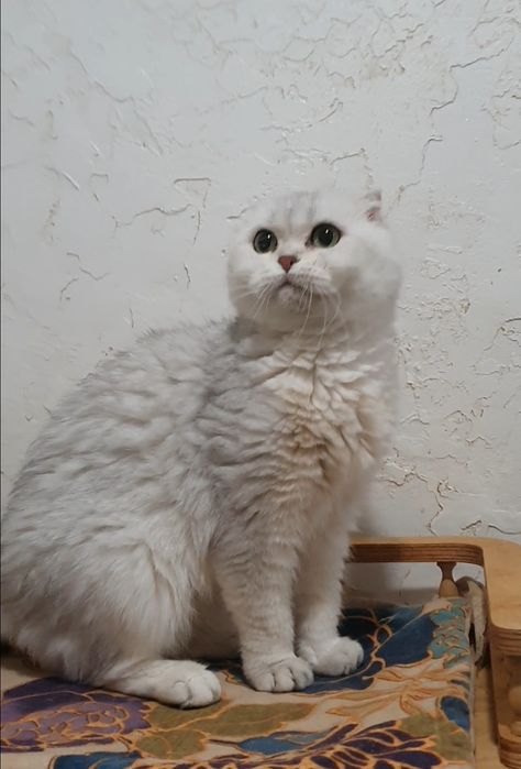 Срібляста шиншила фолд