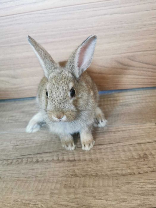 Kroliczki miniaturki