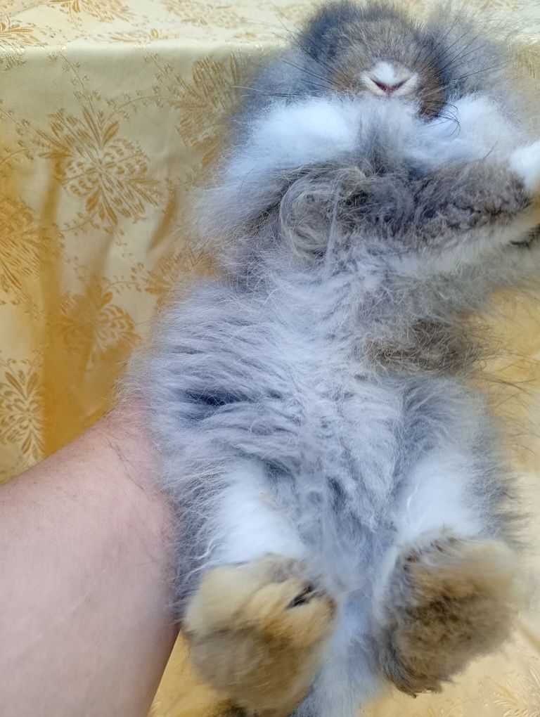 Ангорський декоративний міні кролик
