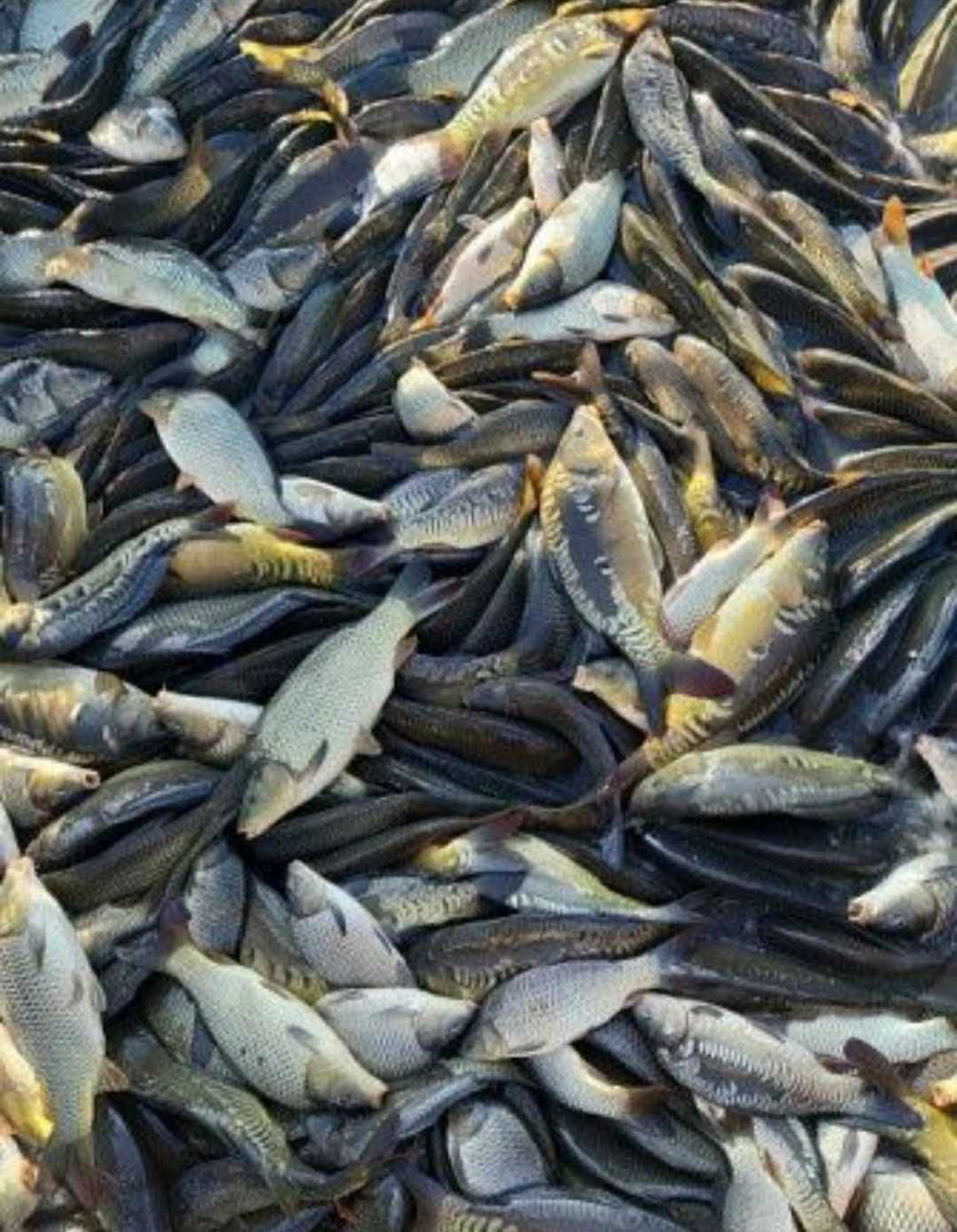Продам живу рибу оптом і в роздріб мальок