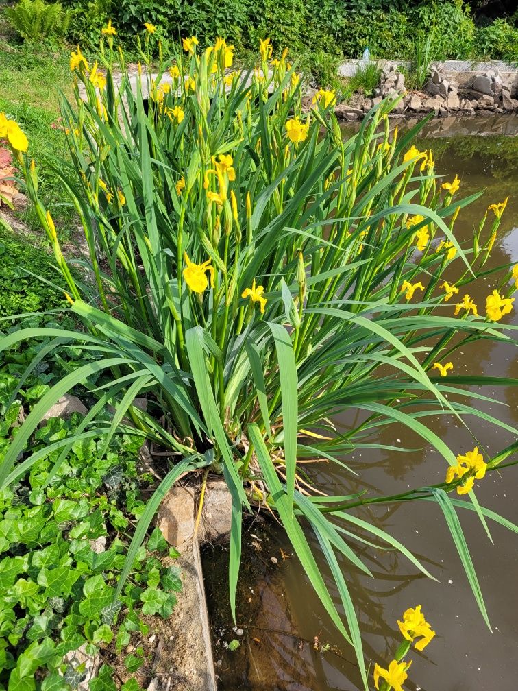 Irys wodny - Iris pseudacorus (kosaciec żółty)