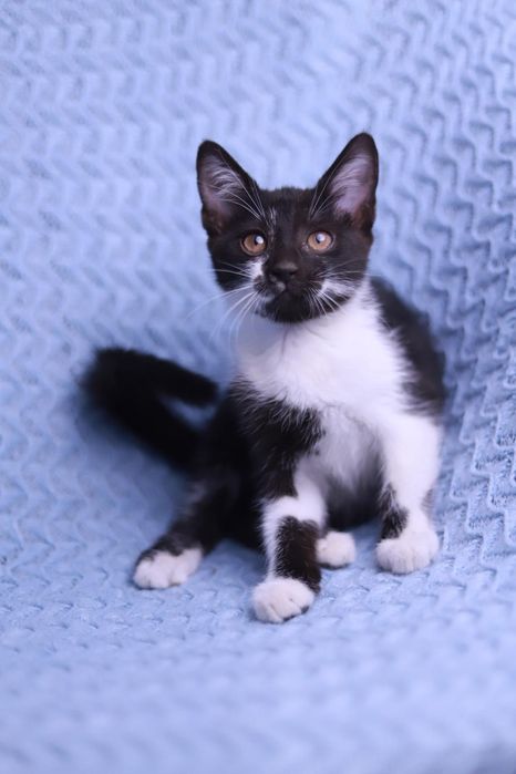 Wyjątkowa kotka o wyjątkowym imieniu poleca sie do adopcji