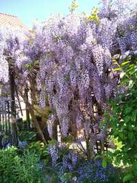 Wisteria, glicynia sadzonki krzewu