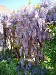 Wisteria, glicynia sadzonki krzewu