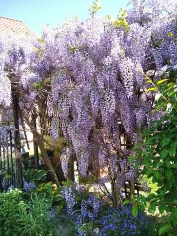 Wisteria, glicynia sadzonki krzewu