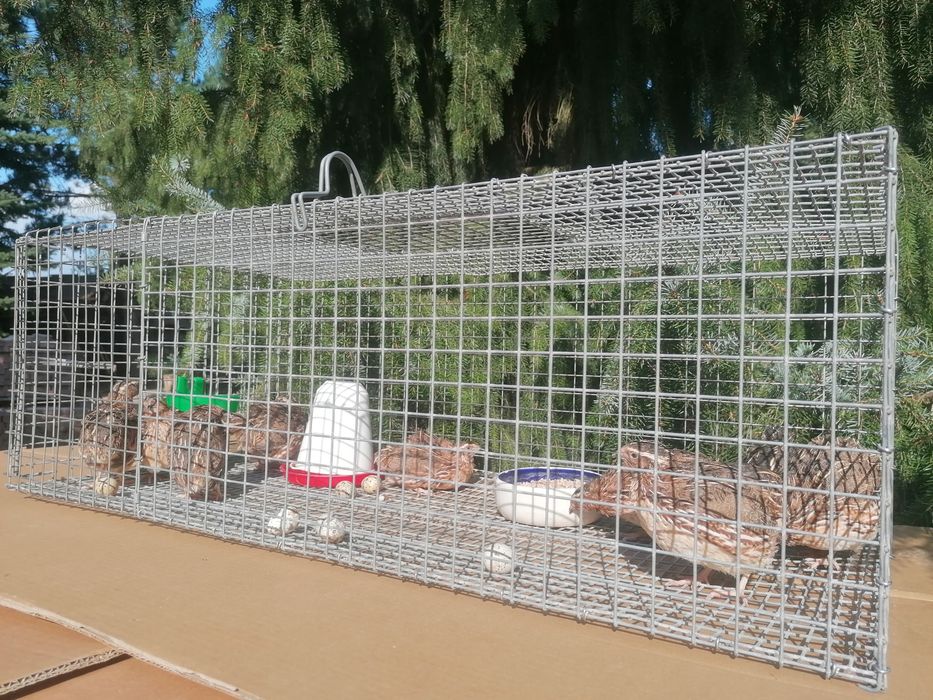 Klatki hodowlane dla drobiu, królików, gołębi, przepiórek.