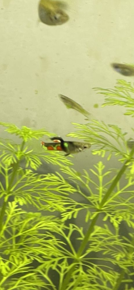 Guppys para venda