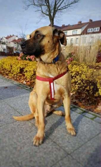 Kajtek – młody, proludzki kanapowiec szuka domu