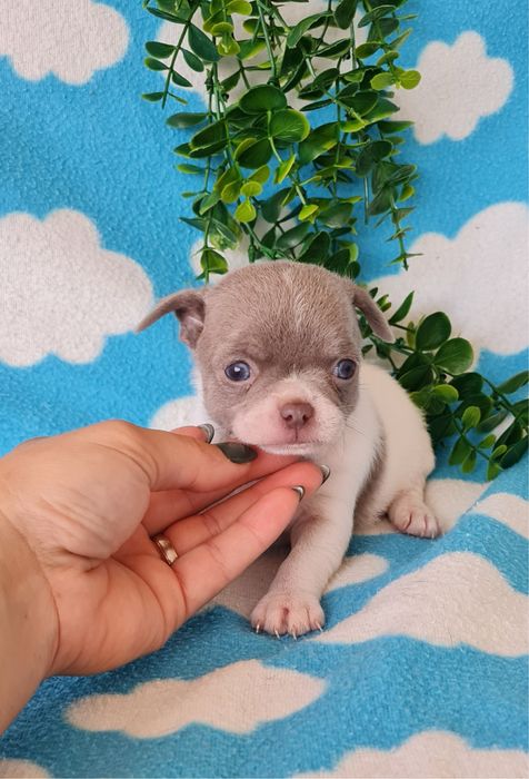 Excelente Lilac e Branco Chihuahua/Chiuaua de Qualidade