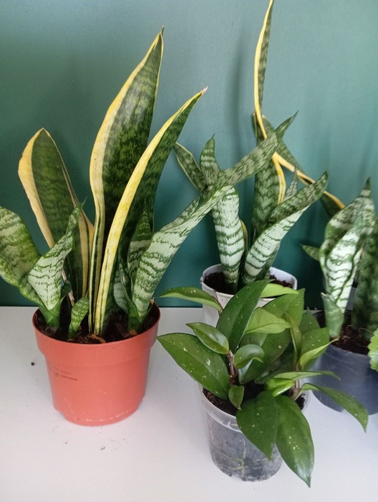 Sansevieria kwiaty