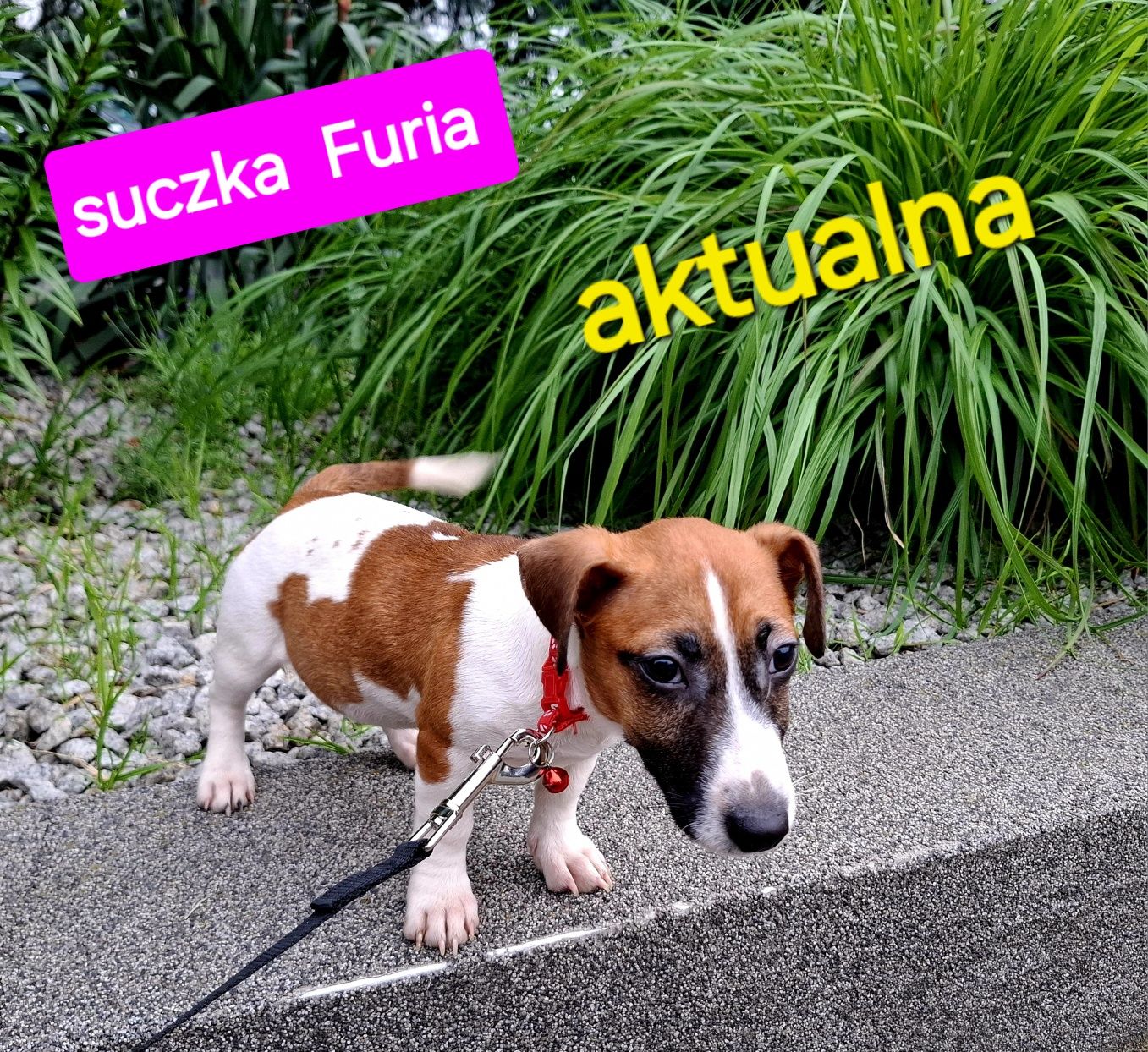 Piękna Furia !!! Jack Russell krótkie nóżki RODZICE W HODOWLI