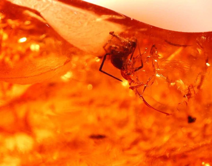 Bursztyn inkluzja wymarły pająk z Eocenu Araneae