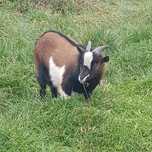 Animais Cabras Anas