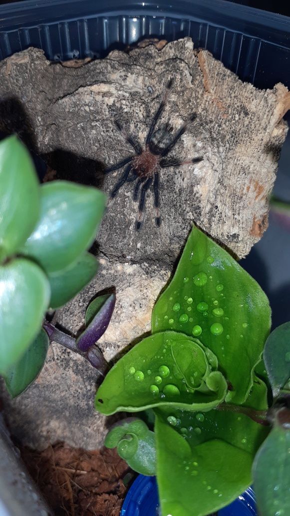 Psalmopeus irminia l3