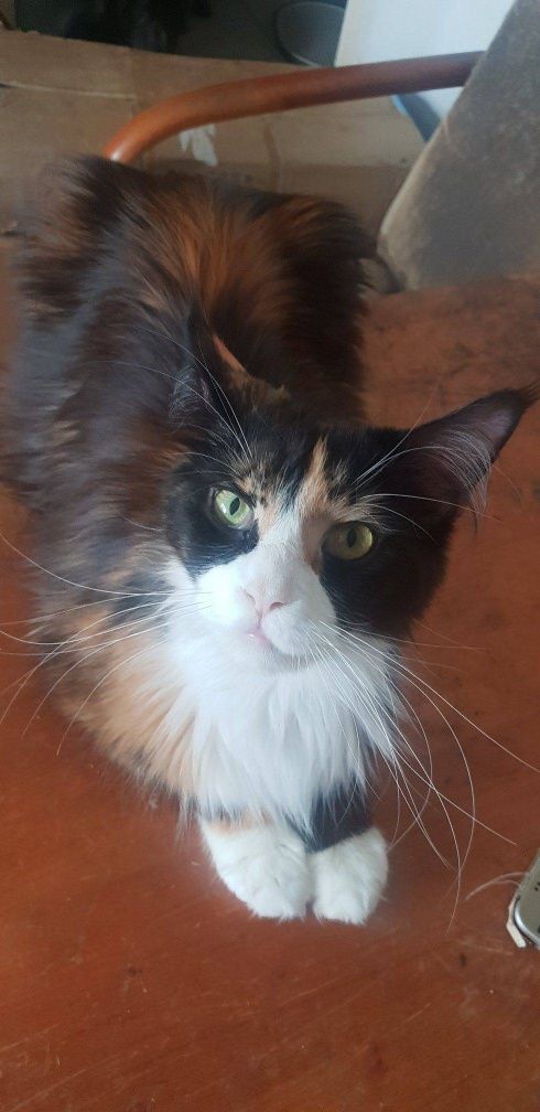Kotka Maine Coon