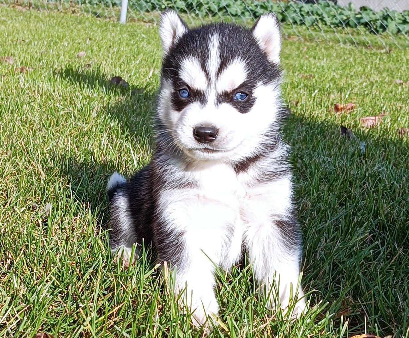 Szczeniaczek Siberian husky gotowy do odbioru.Elitarny rodowód