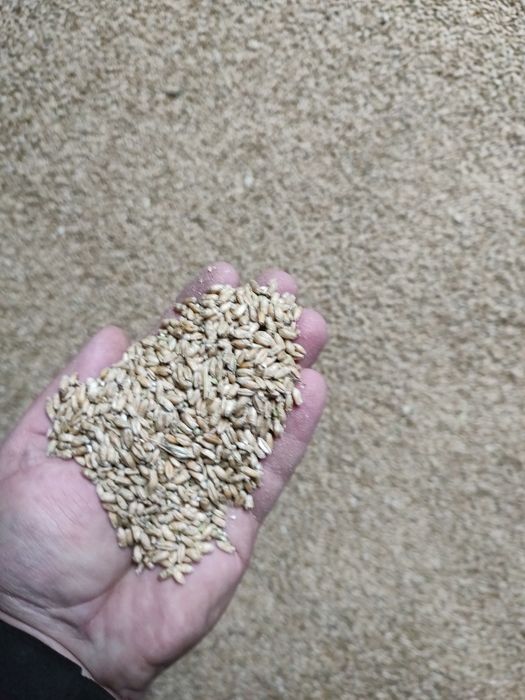 Sprzedam Pszenżyto Jare