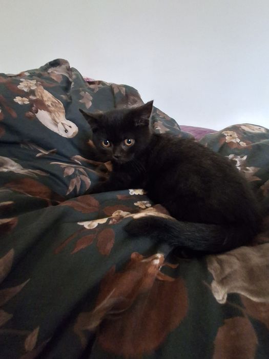 Kotek Brytyjski krótkowłosy