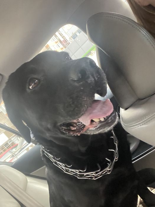 Шукаємо наречену лабрадору