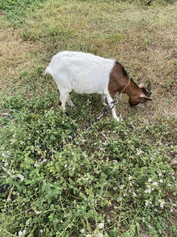 1 cabritinha anã