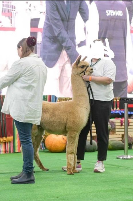 Samiec alpaka premium reproduktor