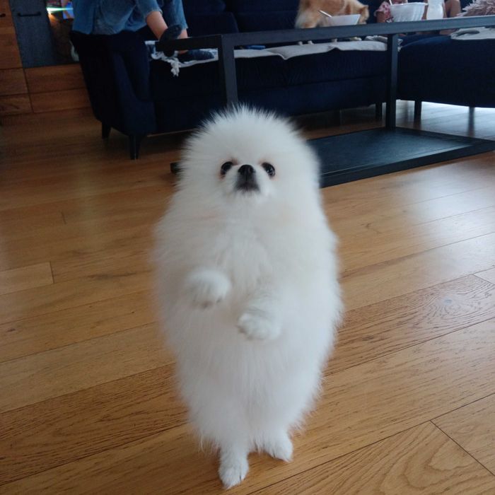 Szpic miniaturowy, pomeranian