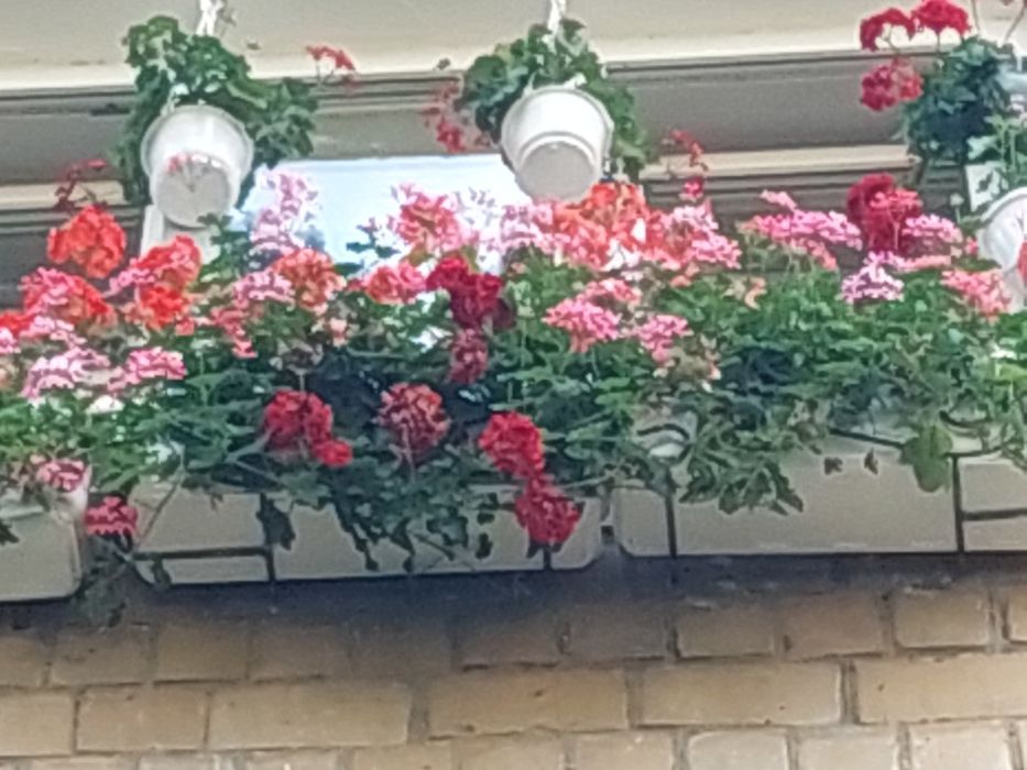 Ампельни пелларгоніі