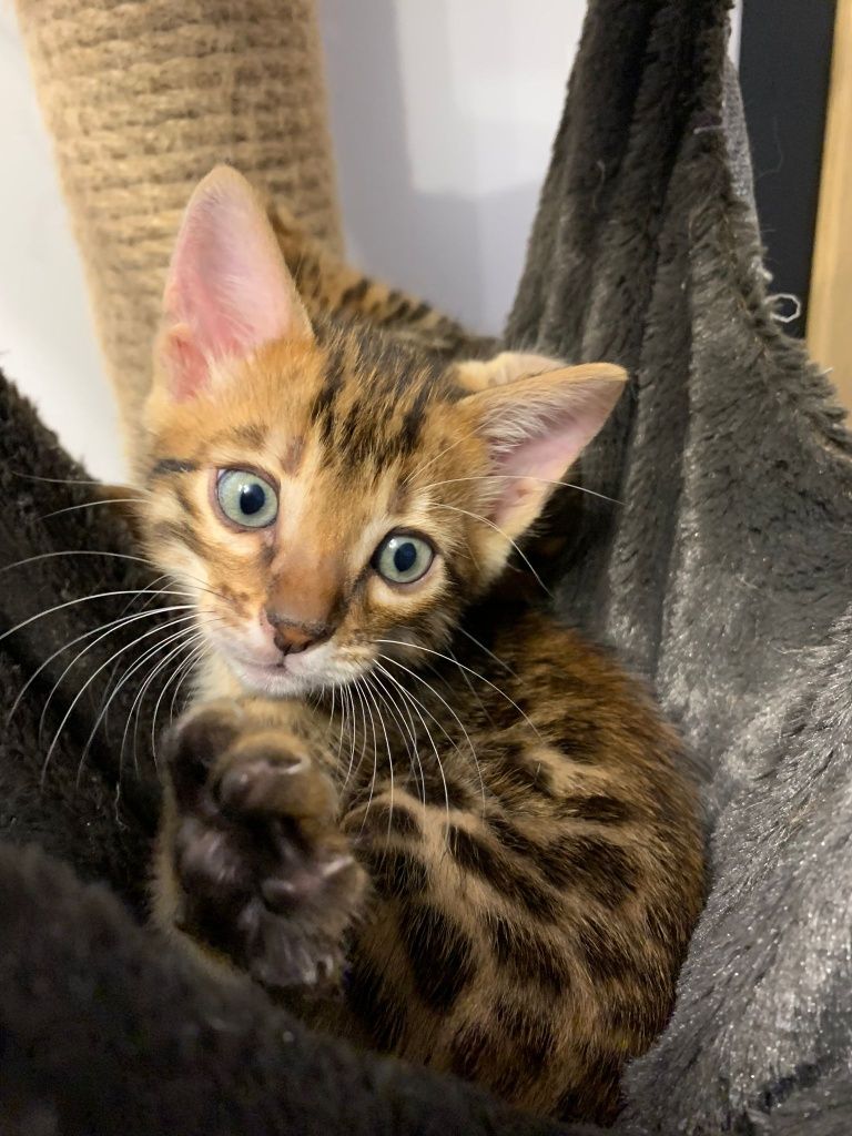Wyjątkowy Kocur Bengal - gotowy do zmiany domu