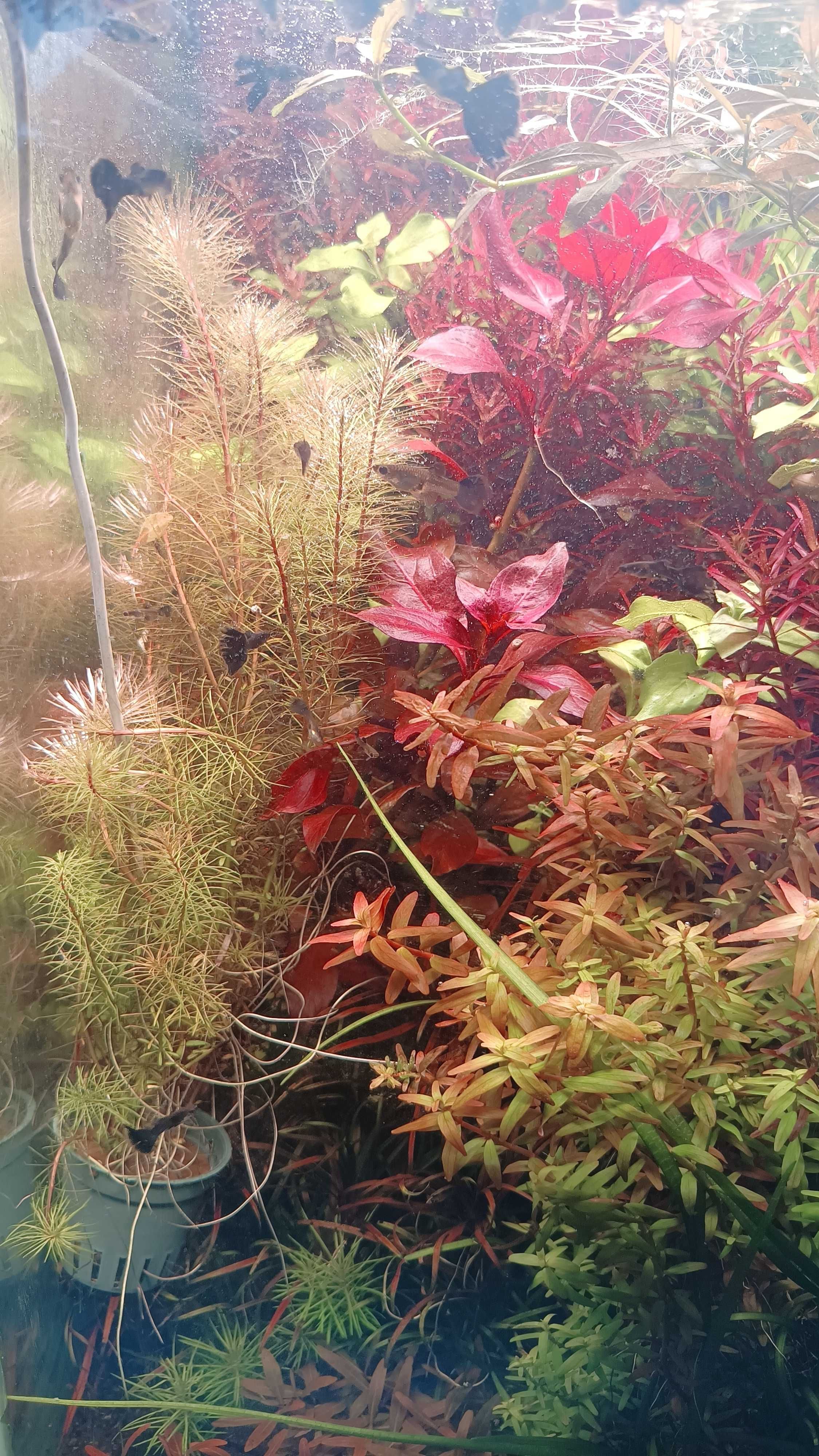 Rotala sp. Vietnam