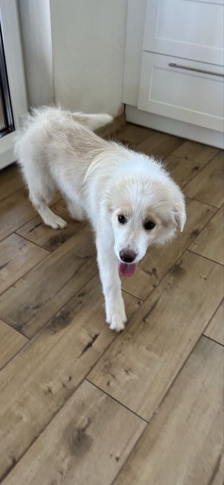 Cudny piesek border collie ZKwP FCI po MŁ.CHPL gotowy na zmianę domu