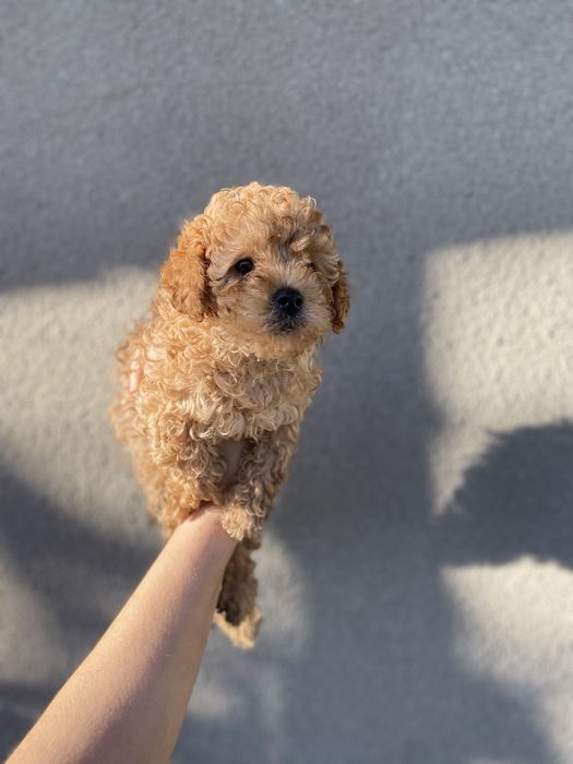 Мини Мальтипу — щенок, который станет вашим лучшим другом!