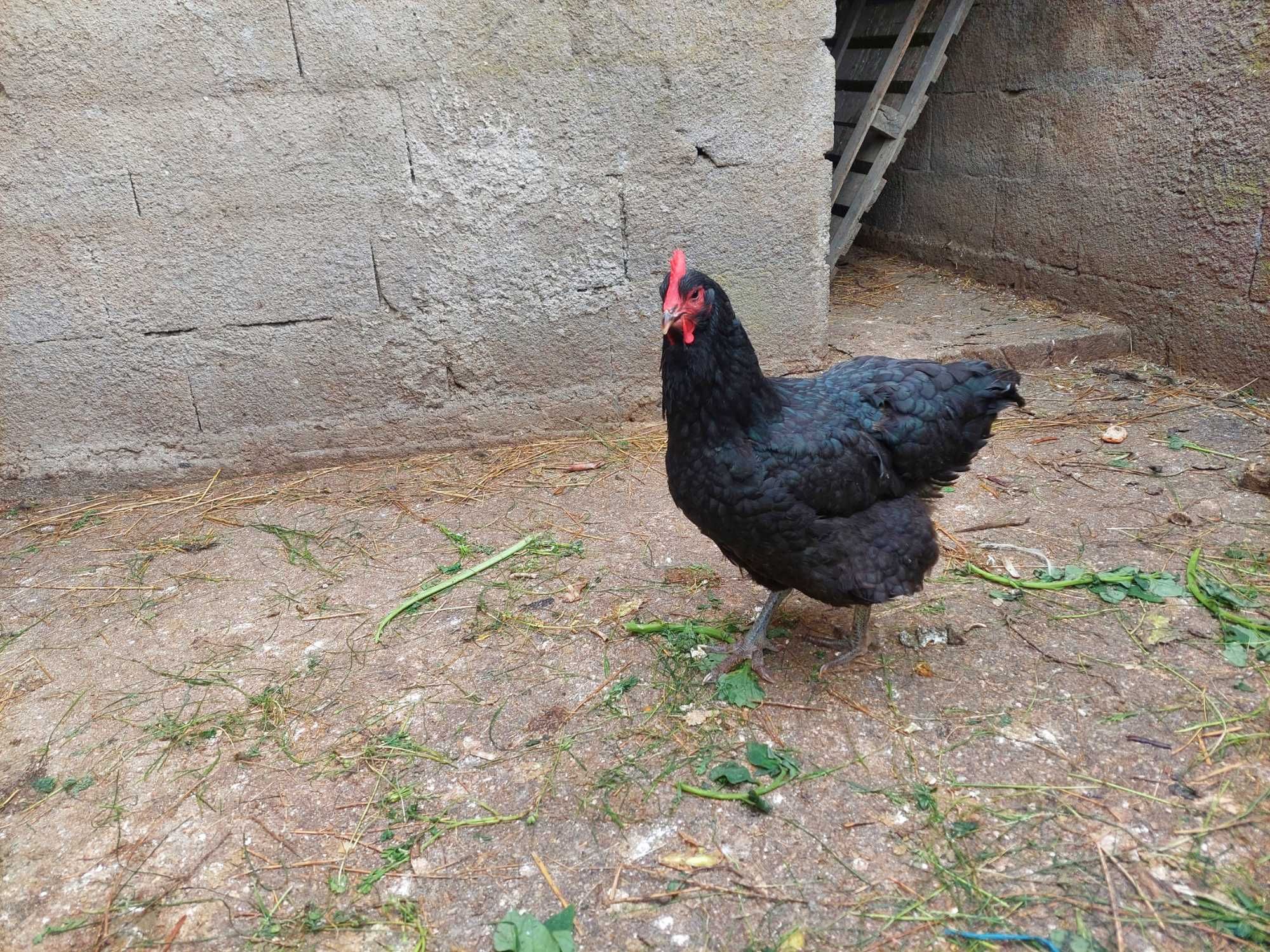 Pintos jersey jigante preto Malines e legornhe brancas.